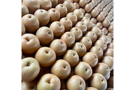 【先行予約／数量限定100】訳あり 新興梨　5kg（2026年10月中旬～発送）