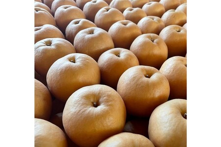 【先行予約／数量限定100】訳あり 新興梨　5kg（2026年10月中旬～発送）