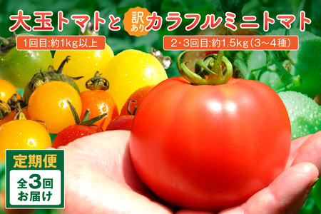 【3回定期便】京丹後産 大玉トマト・訳ありカラフルミニトマト（2026年5月中旬～発送）