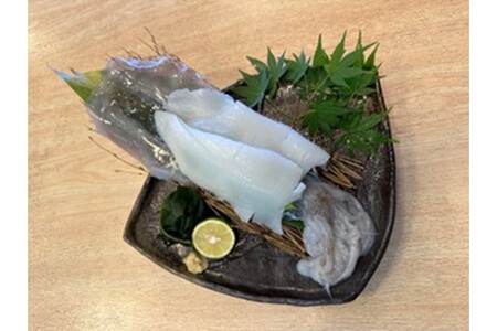 京都・久美浜産 アオリイカの姿造り｜イカ