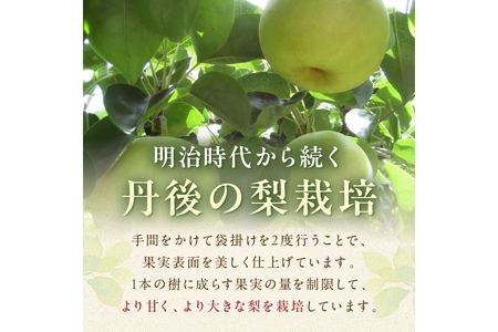 【先行予約／数量限定150】20世紀梨 5kg（2026年9月上旬～発送）梨