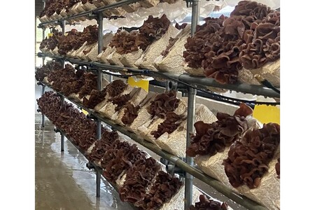 【きくらげ】 国産 乾燥 20g × 3袋 きくらげ