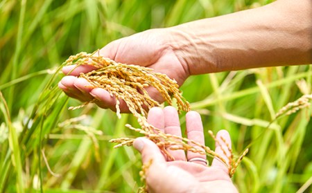 特別栽培米コシヒカリ「おおきに大地米」10kg《令和5年度産》