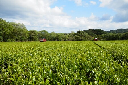 【ペットボトル 緑茶】京都・京たんご茶（ペットボトル 500ml×24本）京都・京丹後の山あいの茶園　一番茶葉100％使用　＜緑茶／ペットボトル／お茶＞