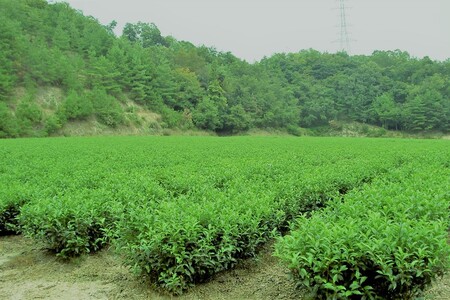 【ペットボトル 緑茶】京都・京たんご茶（ペットボトル 500ml×24本）京都・京丹後の山あいの茶園　一番茶葉100％使用　＜緑茶／ペットボトル／お茶＞