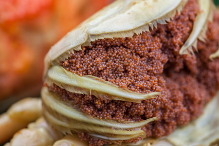 【カニ】驚きの旨さ！茹でセコガニ 【訳あり】小サイズ5匹入 カニ