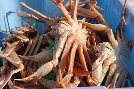 タグ付き 茹で間人蟹 【厳選】 大サイズ | ブランド ズワイガニ カニ