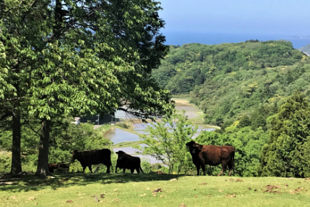 【ソーセージ】日本海牧場の牛肉100%ソーセージ「リンダーヴルスト」ブランド牛「京たんくろ和牛」入り牛肉100％のソーセージ