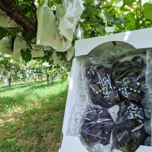 ぶどう 食べ比べ	【数量限定】京都丹後産 ぶどうお楽しみ袋（2026年8月下旬～発送）ぶどう盛り合わせ・葡萄・ぶどうセット・食べ比べ