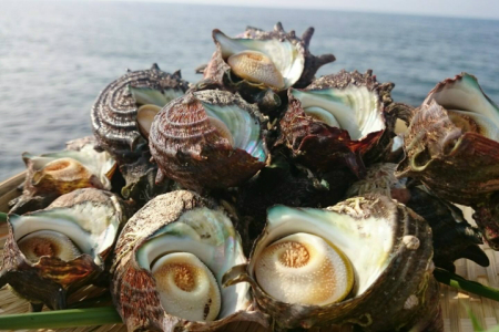 日本海天然・活さざえ1kg