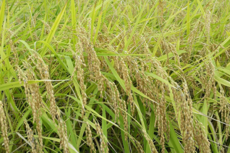 かに殻肥料で造る　特別栽培　丹後コシヒカリ　5kg