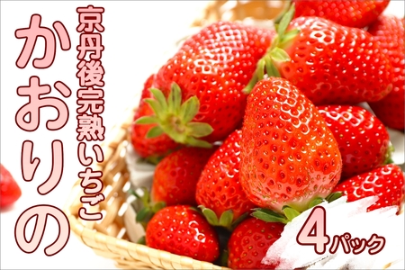 完熟いちご／果物【先行予約／数量限定】京都丹後産 完熟いちご（かおりの） 4パック（2026年3月中旬～発送）いちごパック・いちごセット・いちご詰め合わせ