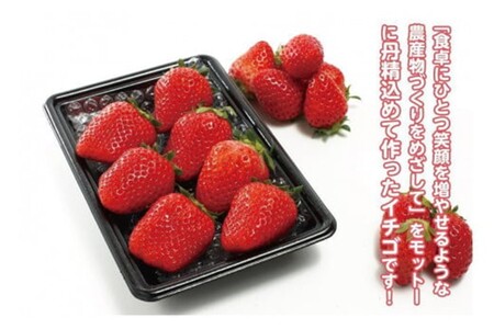 完熟いちご／果物【先行予約／数量限定】京都丹後産 完熟いちご（かおりの） 4パック（2026年3月中旬～発送）いちごパック・いちごセット・いちご詰め合わせ