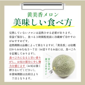 メロン／果物【先行予約／数量限定100】希少品種 黄美香（きみか）メロン 2玉（2025年7月中旬～発送）希少メロン 限定メロン フルーツ・メロン2玉・果物