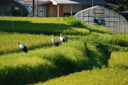 有機JAS認証米「おおきに大地米」10kg
