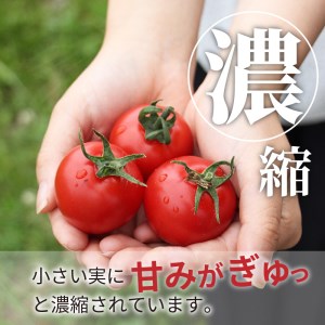高糖度！やりすぎトマト 約1kg 冬発送【トマト】