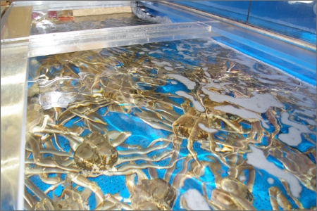 日本海産 ブランド蟹 茹で松葉蟹 【訳あり】特大サイズ matubakani1000