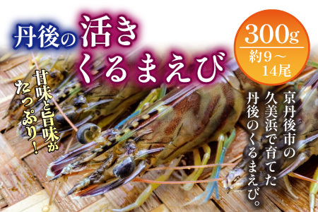 車海老／生きたまま直送！丹後の活きくるまえび 300g（9～14尾）（11月発送）活 車海老をご自宅に！車海老 刺身 大きめ 生 車海老 生食用