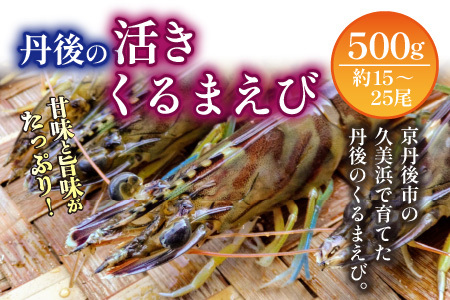 車海老／生きたまま直送！丹後の活きくるまえび 500g（15～25尾）（11月発送）活 車海老をご自宅に！車海老 刺身 大きめ 生 車海老 生食用