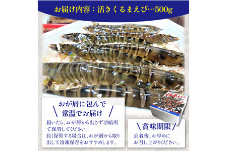 車海老／生きたまま直送！丹後の活きくるまえび 500g（15～25尾）（11月発送）活 車海老をご自宅に！車海老 刺身 大きめ 生 車海老 生食用