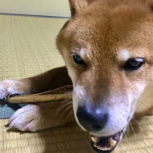 鹿の角(Sサイズ×2本)京都丹後産 ペット犬用おやつ ドッグガム