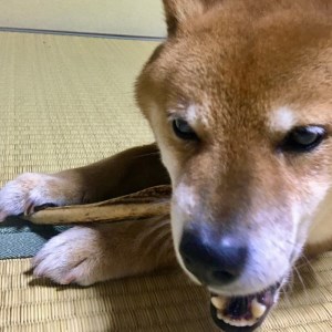鹿の角（Ｍサイズ×2本）京都丹後産　ペット犬用おやつ　ドッグガム