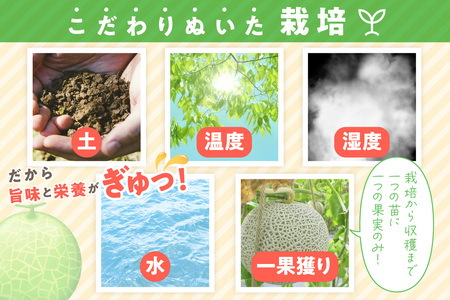 【先行予約／数量限定100】ゆめろんファームの青肉メロン（訳あり品）（2026年6月上旬～発送）