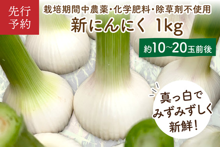 【先行予約／数量限定60】新にんにく1kg（10～20玉前後）（栽培期間中農薬・化学肥料不使用）ニンニクコンフィレシピ付き（2024年6月上旬～発送）