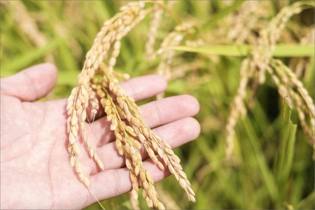 米 新米 2025年産 京丹後産コシヒカリ「ゲンゴロウ郷の米」5kg箱入