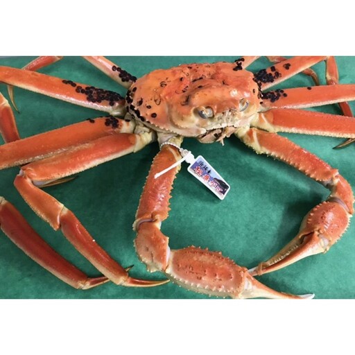 カニ ボイルガニ ／日本海冬の味覚！茹で松葉ガニ800g前後×1 カニ 蟹 ズワイガニ ズワイ蟹 ブランド蟹 松葉蟹 松葉ガニ 茹で松葉ガニ ボイル松葉ガニ カニ味噌 蟹味噌