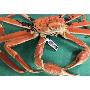 カニ ボイルガニ ／日本海冬の味覚！茹で松葉ガニ 1.2kg前後×1 カニ 蟹 ズワイガニ ズワイ蟹 ブランド蟹 松葉蟹 松葉ガニ 茹で松葉ガニ ボイル松葉ガニ カニ味噌 蟹味噌 8,750円