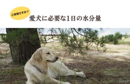 【水分補給／ドッグフード】愛犬のための「（犬用）国産鹿スープ(濃縮タイプ)」ドライドッグフードにかけたり、水分補給に。　国産／犬／ペットフード／ペットグッズ