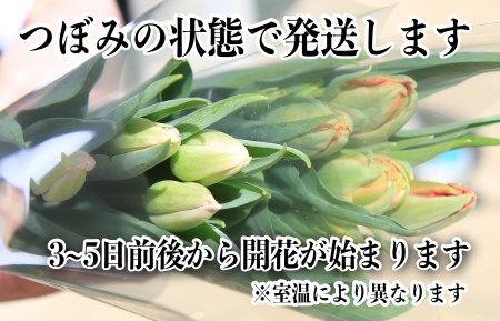 花・チューリップ（つぼみ）／京都・京丹後チューリップ　色お任せ20本＜2月頃から順次＞　花束・ちゅーりっぷ・切り花