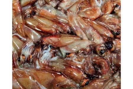 コンクール受賞！ほたるいか姿焼き海鮮せんべい ３袋｜京丹後の職人仕上げ◎贅沢なおつまみ・ギフトに人気