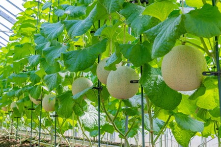 【先行予約】みんな大好き甘～ぃ！京丹後砂丘めろん！ 3玉（2026年7月下旬～発送）