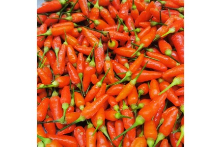 久美浜産　柚子唐辛子セット　3個