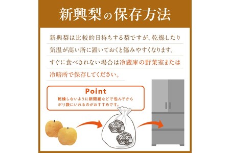 【先行予約／数量限定150】京丹後産 新興梨 5kg（8～14玉入り）（2026年10月中旬～発送） | 梨