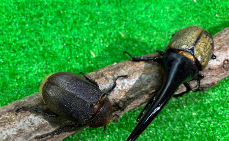 ヘラクレスオオカブト オス メス 成虫ペアセット 130mm以上