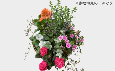 季節の花 寄せ植え・ガーデニングエプロン・八木町産こしひかり10kg[高島屋選定品］京都・南丹市八木町　055N347 