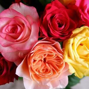 【バラ専門生産者直送】バラの花束(色とりどり26～28本)【配送不可地域：離島・沖縄県】【1607421】