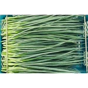 京都府産 【九条ねぎ】3kg_野菜 ねぎ ネギ 葱_【配送不可地域:離島・北海道・沖縄県・東北・九州】【1139231】