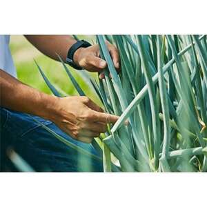 京都府産 【九条ねぎ】3kg_野菜 ねぎ ネギ 葱_【配送不可地域:離島・北海道・沖縄県・東北・九州】【1139231】