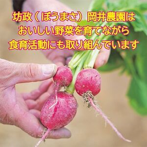 訳あり 季節の野菜セット4~6品詰め合わせ【1613720】