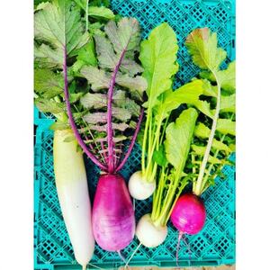 訳あり 季節の野菜セット4~6品詰め合わせ【1613720】