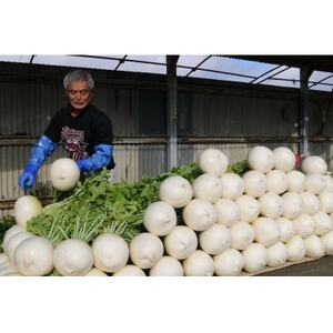 京都府久御山 聖護院大根(淀大根)4本　おでんや煮物にぴったり【配送不可地域：離島・北海道・沖縄県】【1658227】