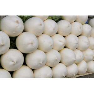 京都府久御山 聖護院大根(淀大根)4本　おでんや煮物にぴったり【配送不可地域：離島・北海道・沖縄県】【1658227】