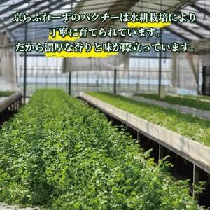 パクチー300g【配送不可地域:離島・北海道・沖縄県】【1688760】