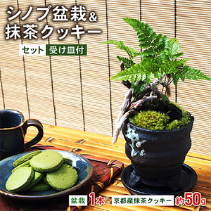 シノブ盆栽＆抹茶クッキーセット_菓子・スイーツ クッキー    花・観葉植物 盆栽  _【配送不可地域：北海道・東北】【1047274】