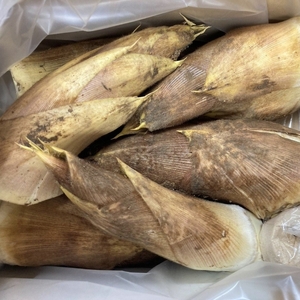 ひなゴロ様　京都山城産　朝掘り筍10kg あきこ様 京都山城産 朝掘り筍10kg 食品