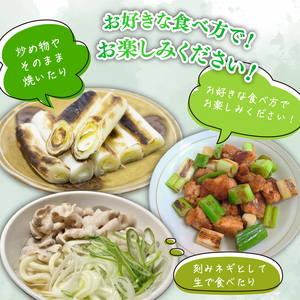 京都府産 一休ねぎ 5kg 白ネギ 葱